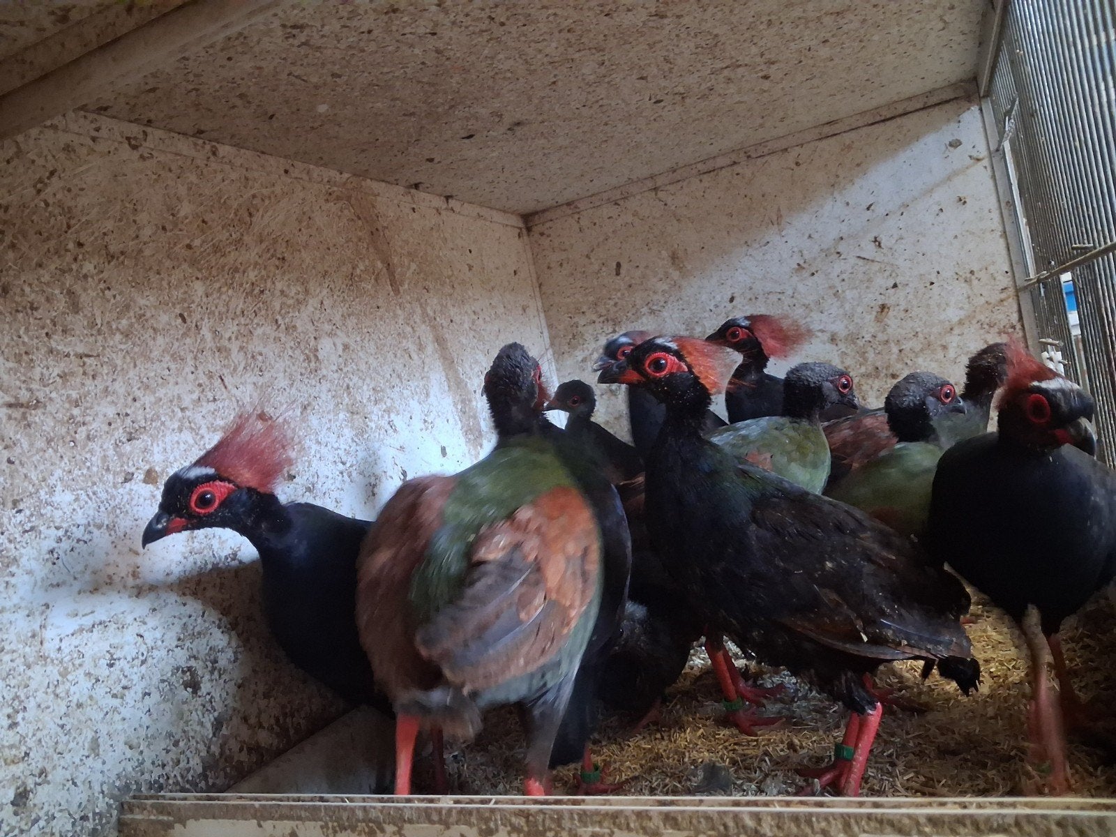 roul roul koppels., Meerdere dieren, Eend
