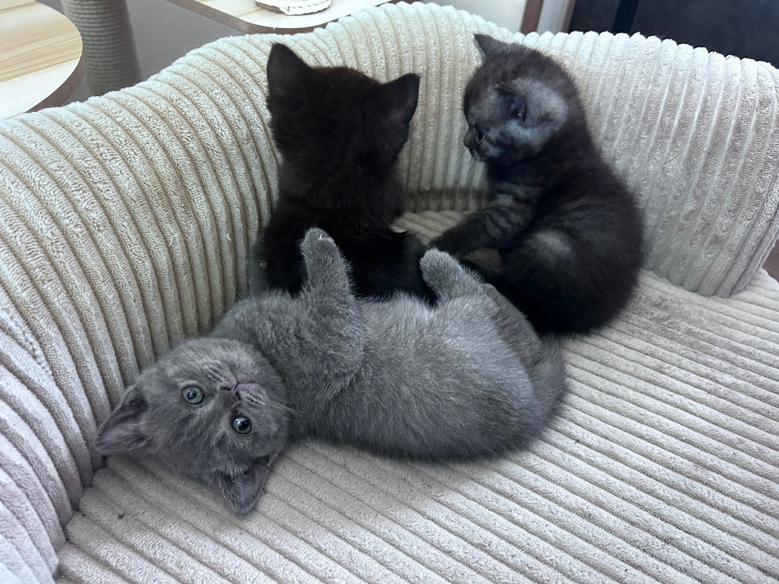 Britse korthaar kittens, Meerdere dieren, Ontwormd, 0 tot 2 jaar