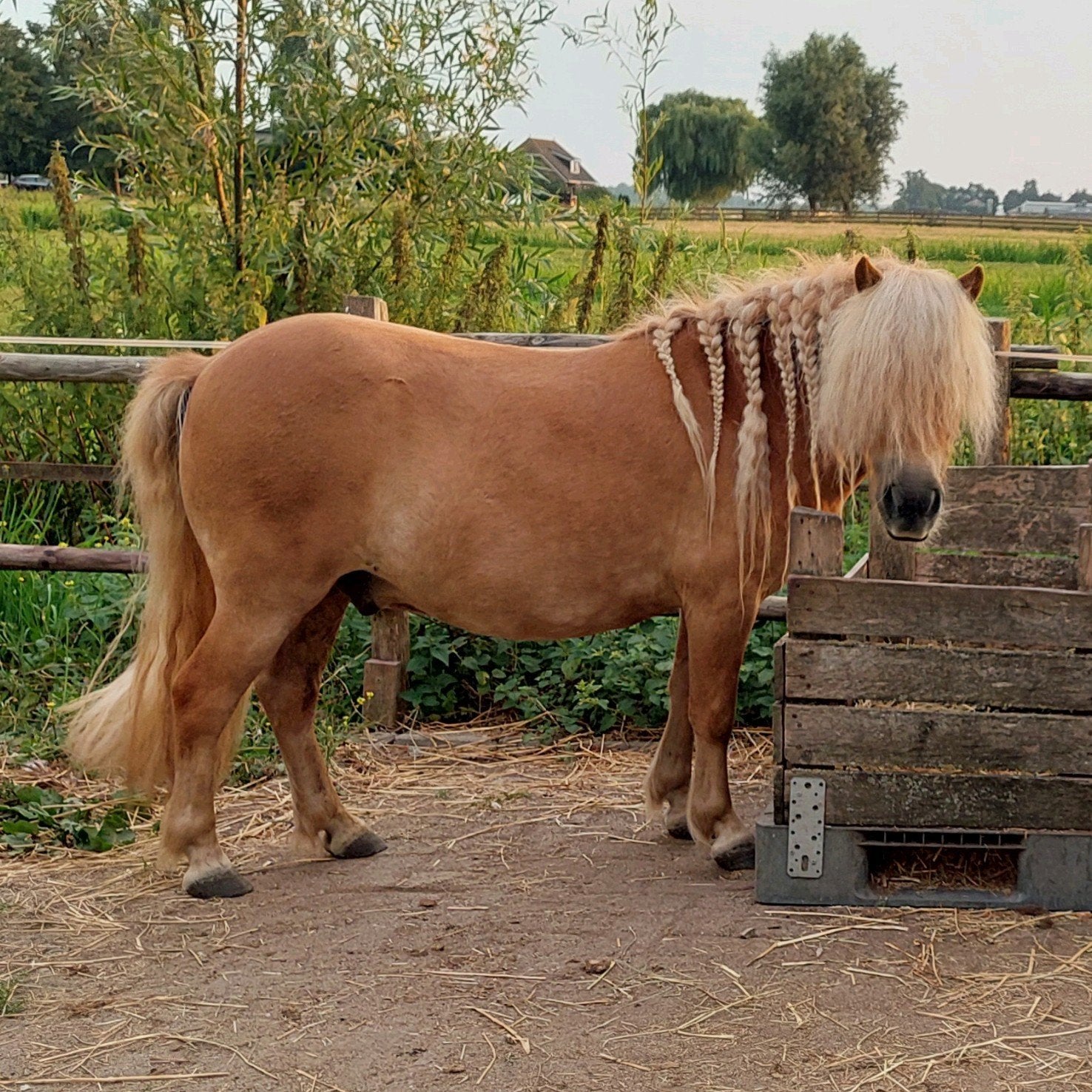 Lieve verzorger gezocht omg. Streefkerk, Verzorging of Verzorgpony's