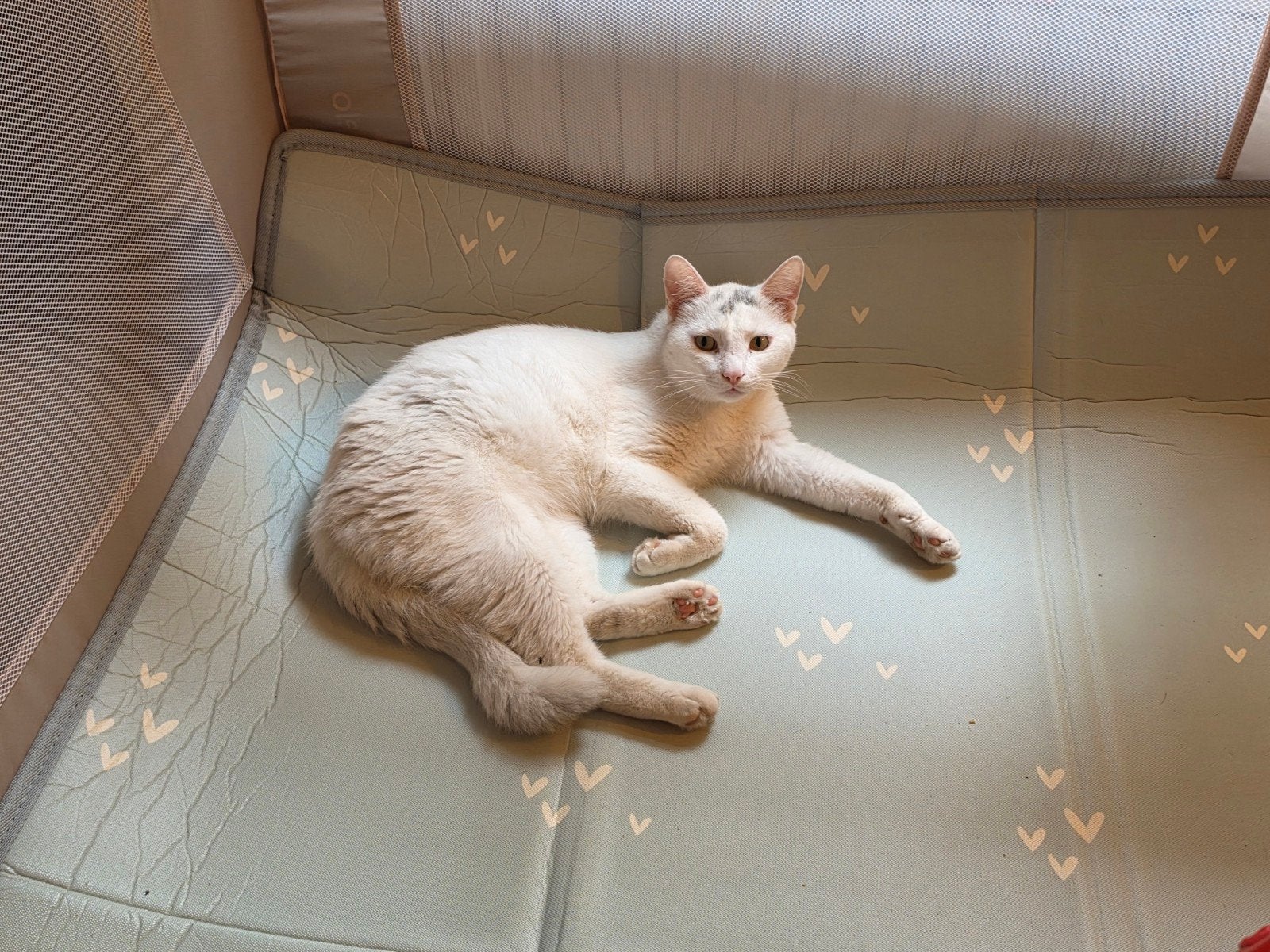 Lieve witte met beetje grijs kater en een zwart witte, Dieren en Toebehoren, Katten en Kittens | Overige Katten, Kater