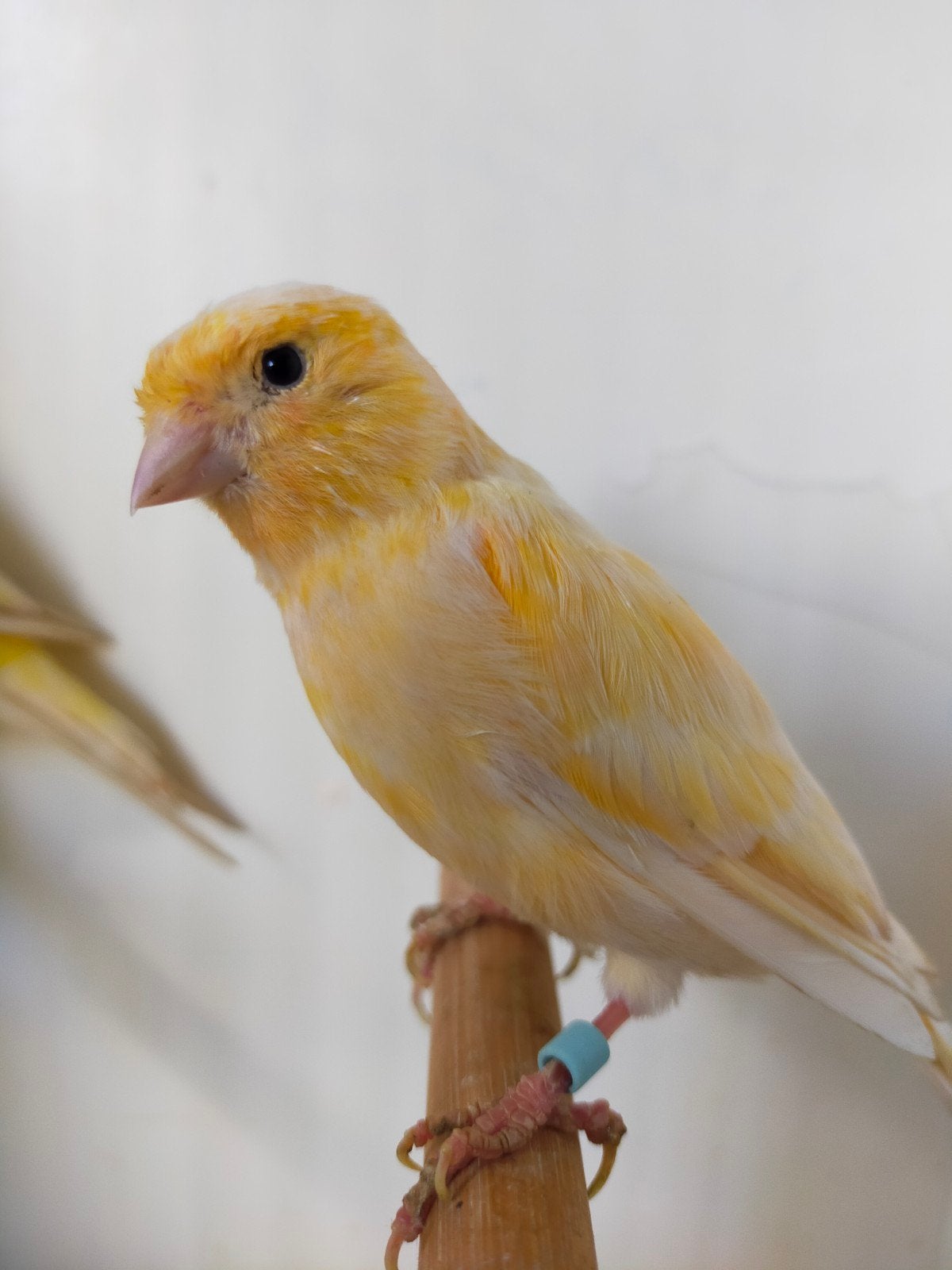 erg mooi stevig koppel Kanaries. kanarie stel, Dieren en Toebehoren, Meerdere dieren, Kleurkanarie