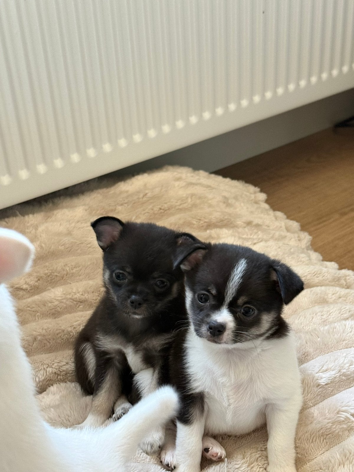 Lieve pomchi pups, Parvo, Overige rassen, 8 tot 15 weken, Meerdere