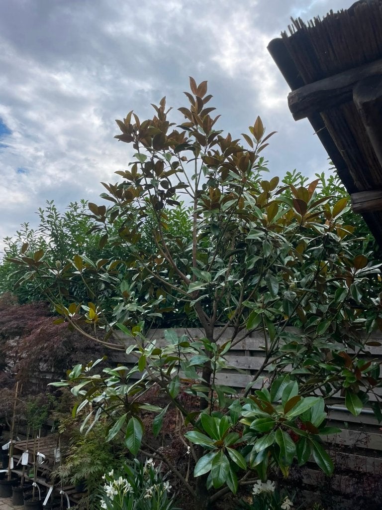 Magnolia grandiflora, Tuin en Terras, Overige soorten, Lente, 250 tot 400 cm, Ophalen