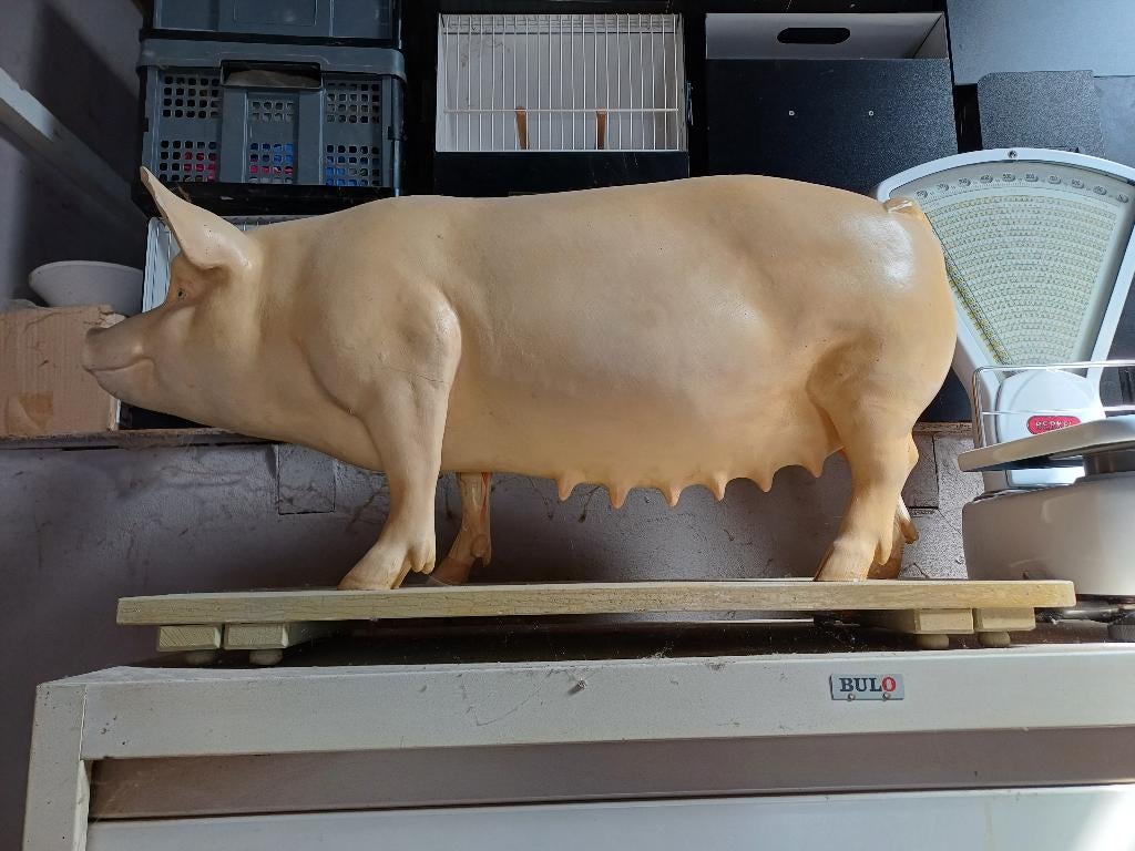 Anatomisch varken, Ophalen