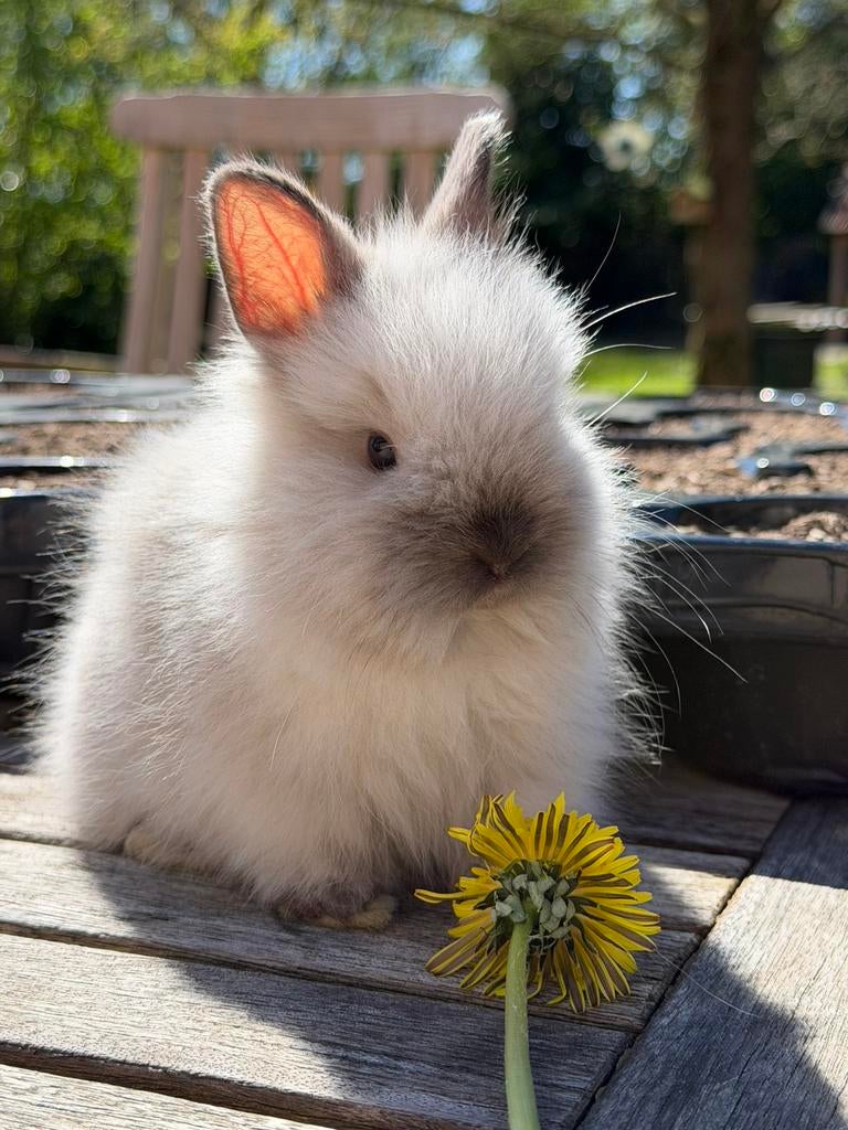 Jonge Teddy dwergkonijntjes, Dieren en Toebehoren, Konijnen, Meerdere dieren, Dwerg, 0 tot 2 jaar