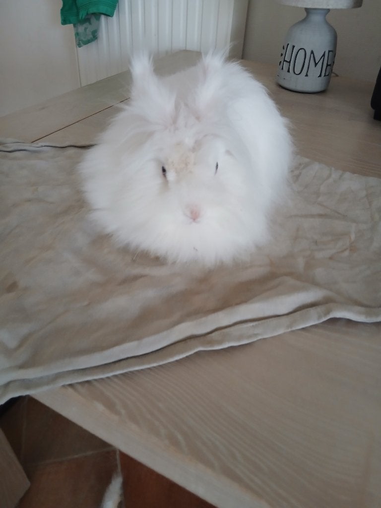 Lieve raszuivere Teddy dwerg voedster, Dieren en Toebehoren, Vrouwelijk, Dwerg, 0 tot 2 jaar