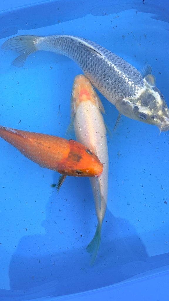 Drie mooie Koi's te koop, Karper of Koi