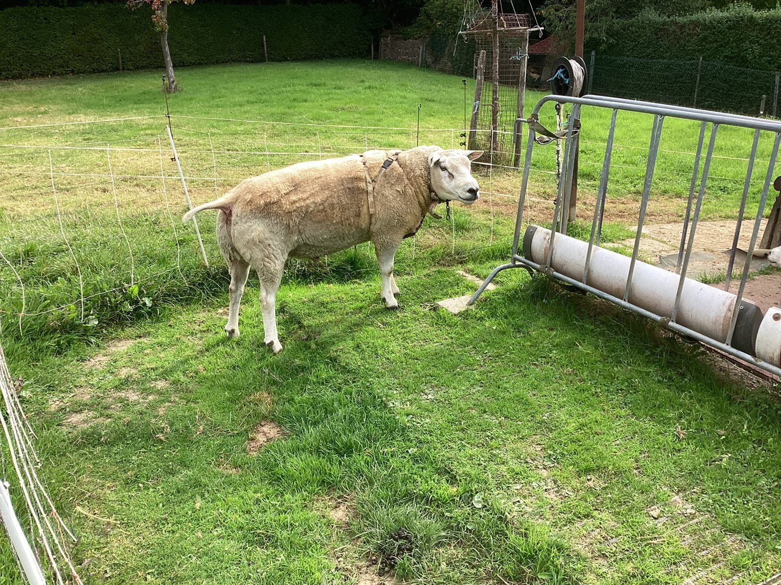 Te Koop Dek Ram., Dieren en Toebehoren, Mannelijk, Schaap