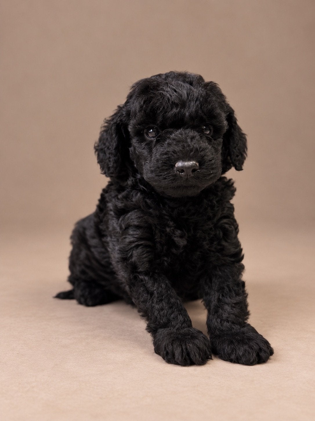 Maltipoo pups, maltipoo x toy poedel, Dieren en Toebehoren, Nederland, Overige rassen, CDV (hondenziekte), 8 tot 15 weken