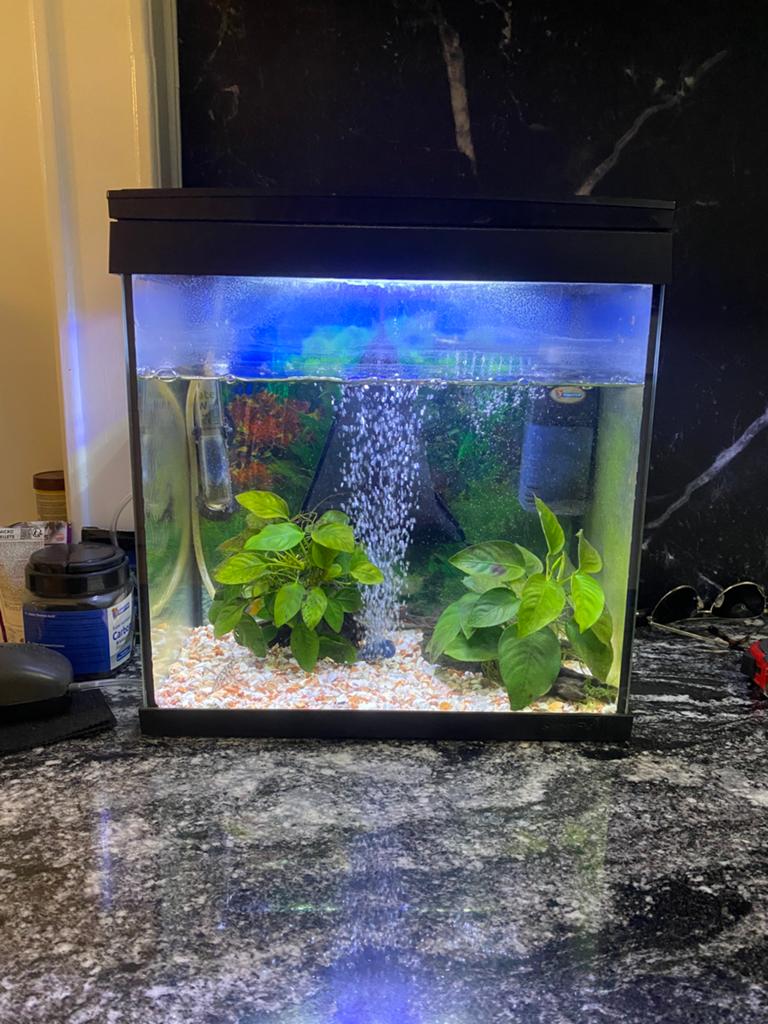 Aquarium set met 2 tijger vissen en 2 mini visjes, Ophalen, Gebruikt, Gevuld zoetwateraquarium