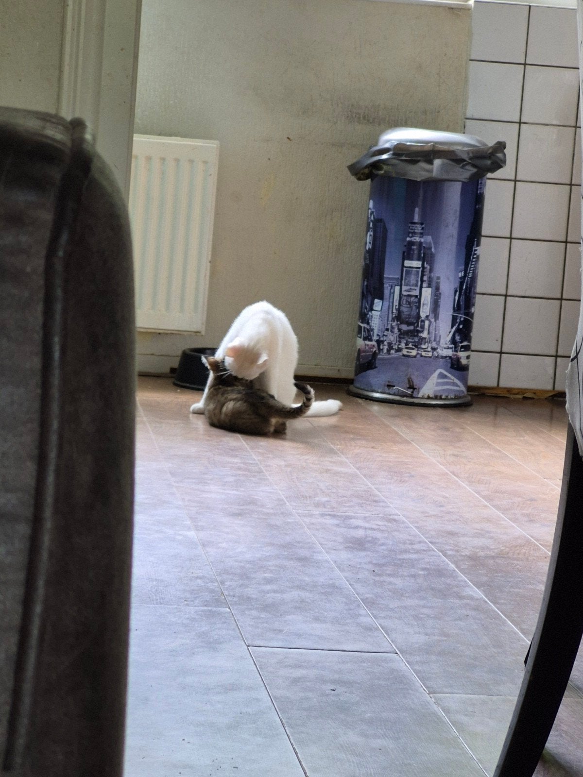 Kittens, Dieren en Toebehoren