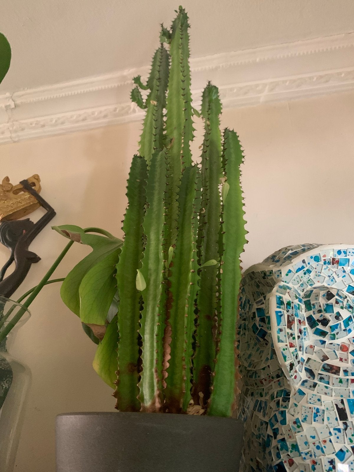 Euphorbia Eritrea Cowboycactus 60 cm, Volle zon, Vaste plant, Bloeit niet, Ophalen