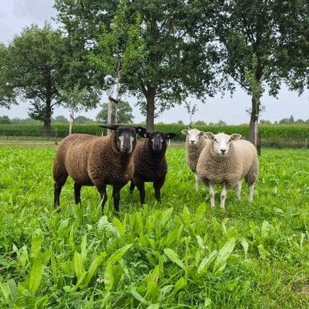 Prachtige fokkoppel swifter schapen, ooien, lammeren, Vrouwelijk, Schaap, 0 tot 2 jaar