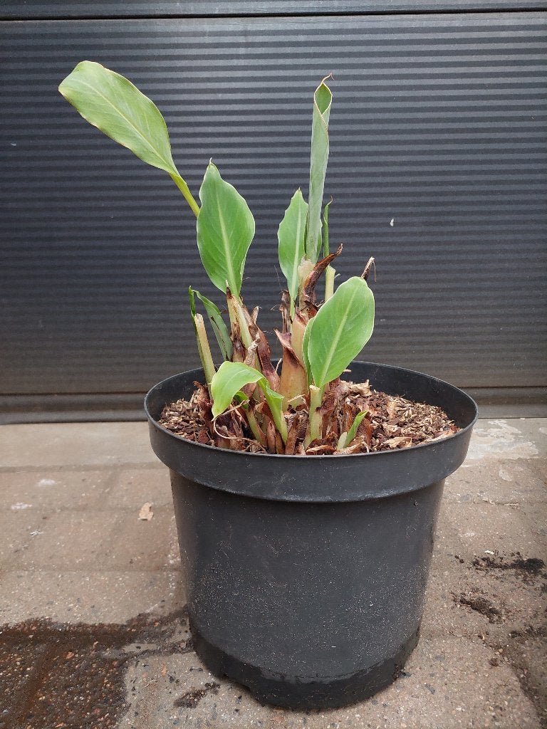 Musella Lasiocarpa - Chinese Lotusbanaan H: 50 cm., Ophalen, Volle zon, Vaste plant, Zomer