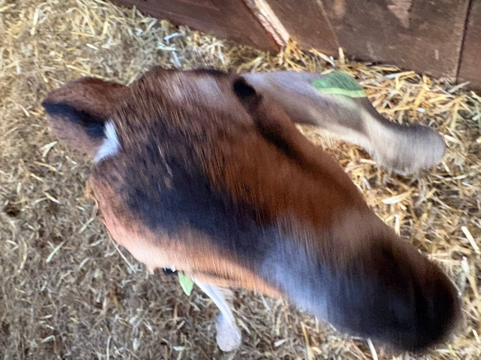 Tk jonge nubische bok, Mannelijk, Geit