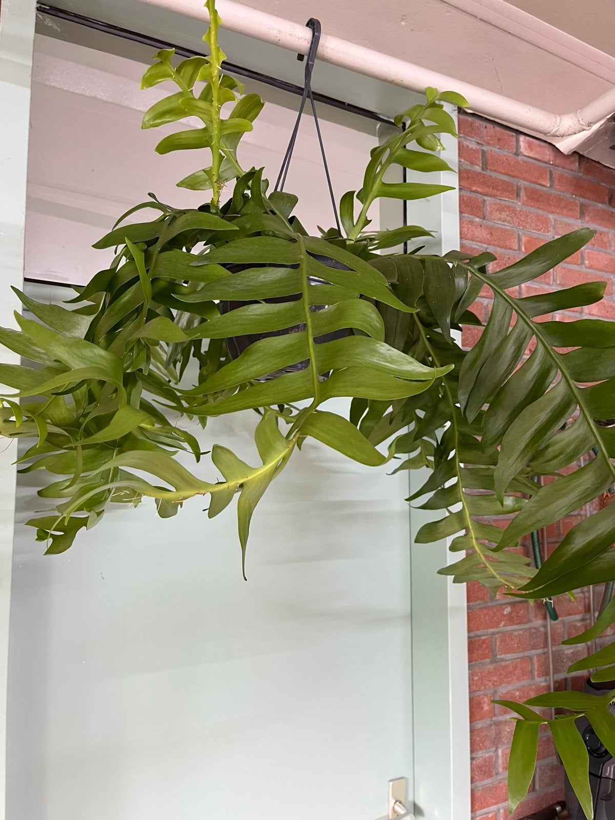 Epiphyllum Chrysocardium, Huis en Inrichting, Ophalen, Halfschaduw, Minder dan 100 cm