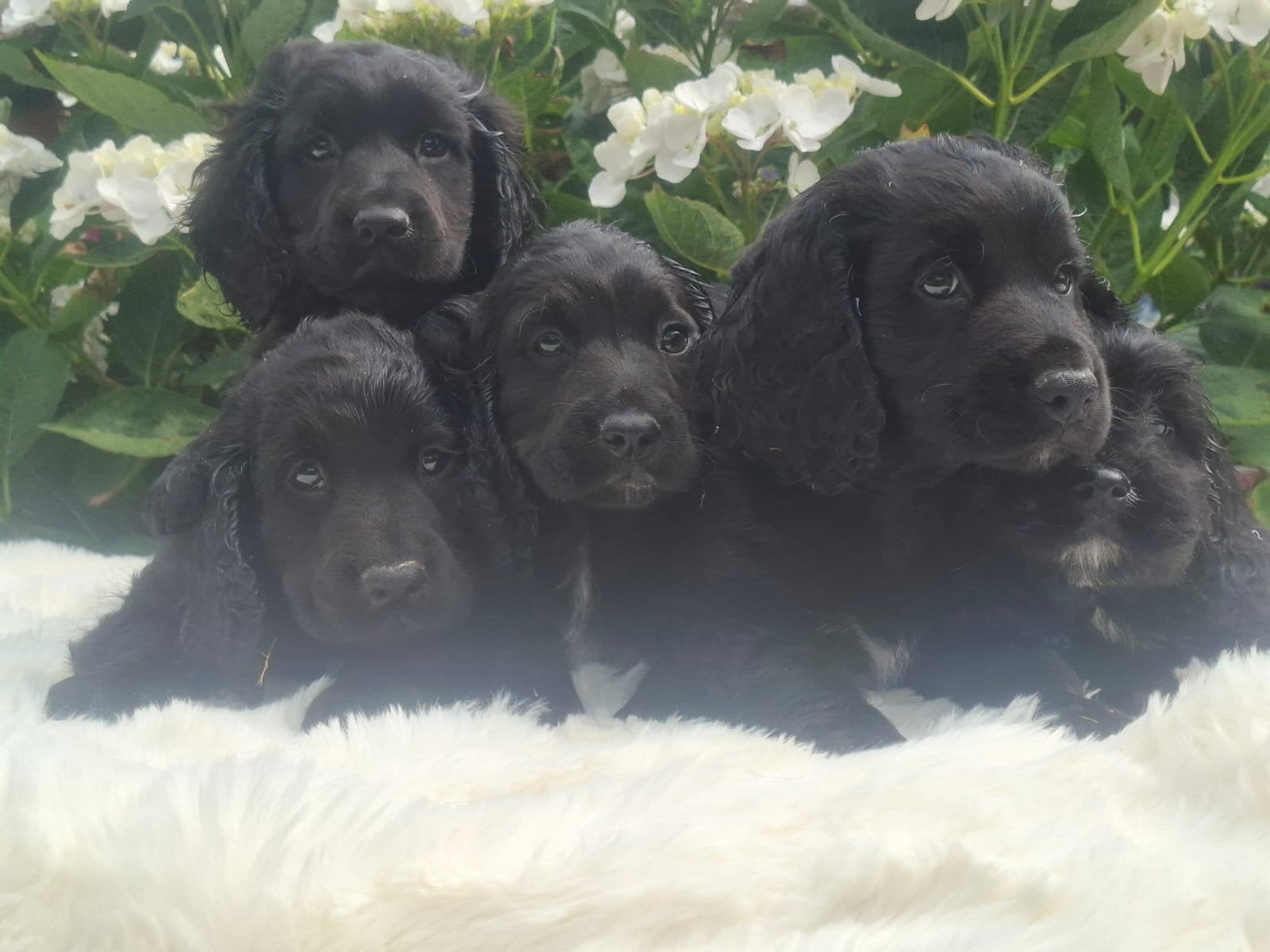 Cockapoo pups, Dieren en Toebehoren, Honden | Chihuahua's en Gezelschapshonden, Parvo, Overige rassen, 8 tot 15 weken, Meerdere