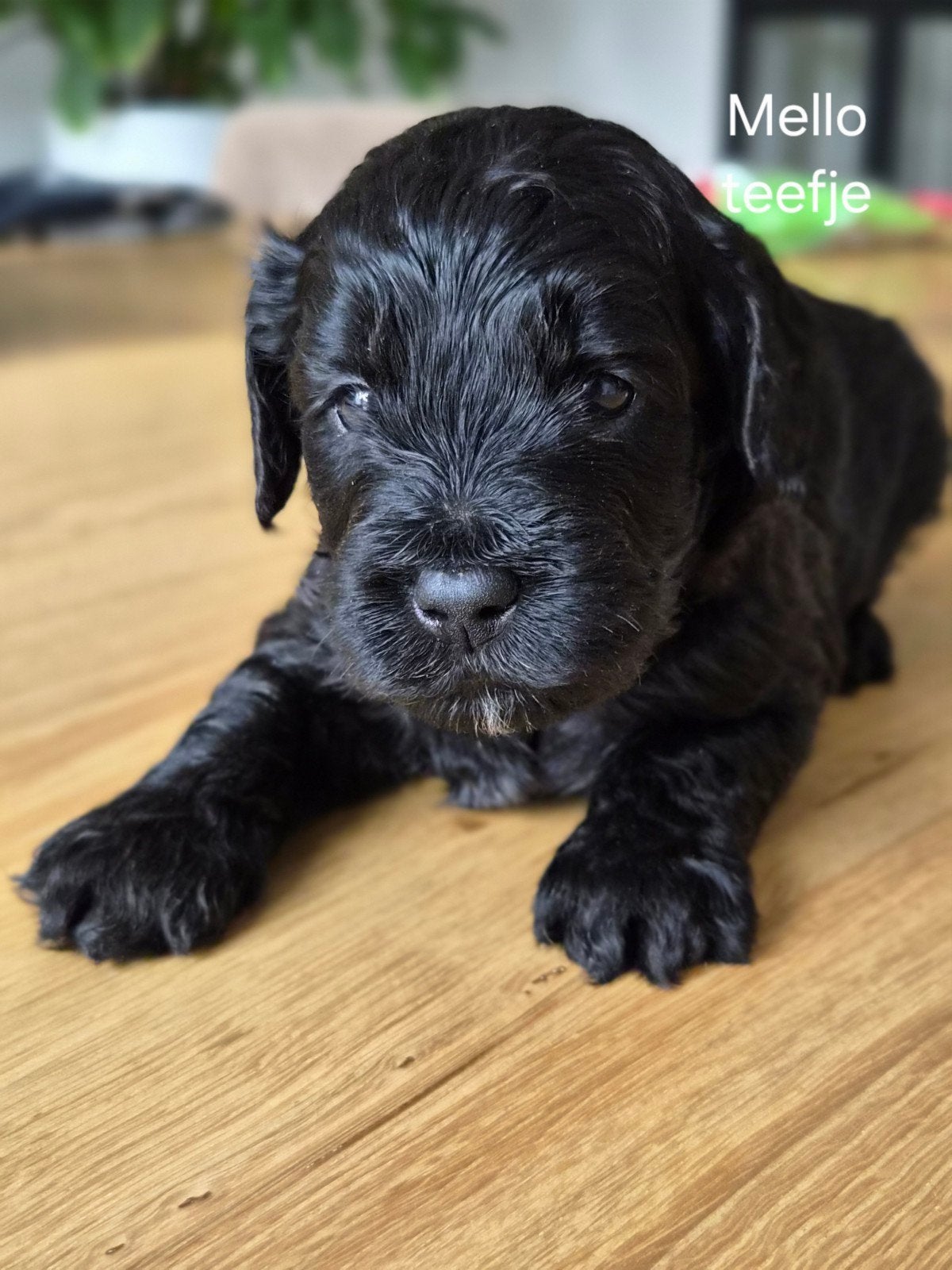 nestje medium labradoodle pups, 8 tot 15 weken, Meerdere, Meerdere dieren, Middel