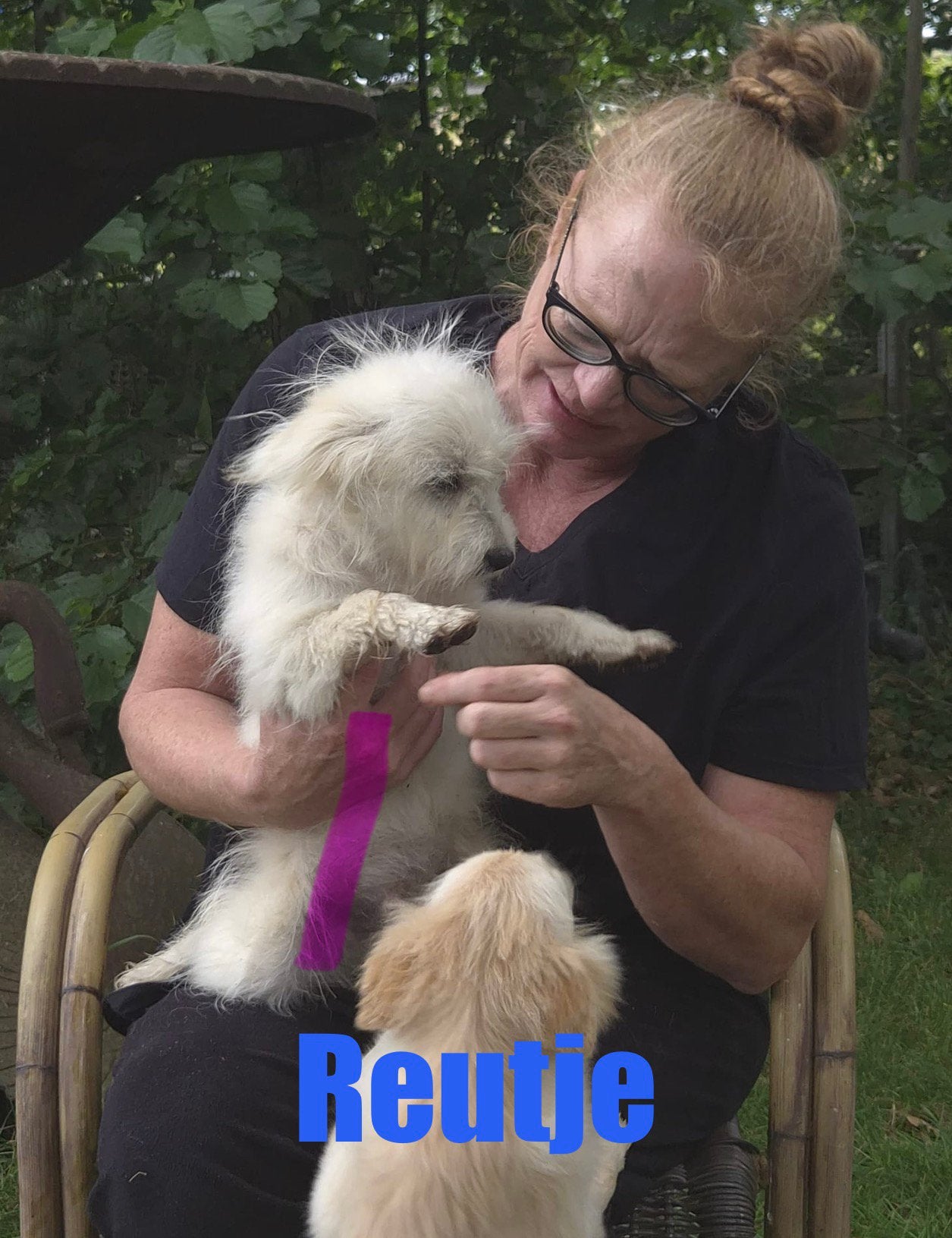 6 (nog 3) Prachtige Boomer x Pomeriaantje meiden en jongens, Parvo, Nederland, Overige rassen, 8 tot 15 weken