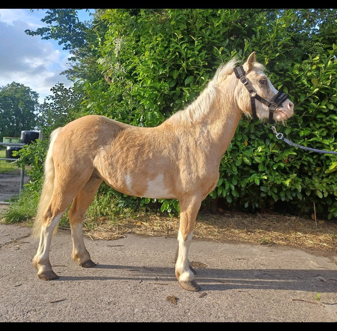 Welsh B-pony en Tinker, Dieren en Toebehoren, Pony's, Ruin
