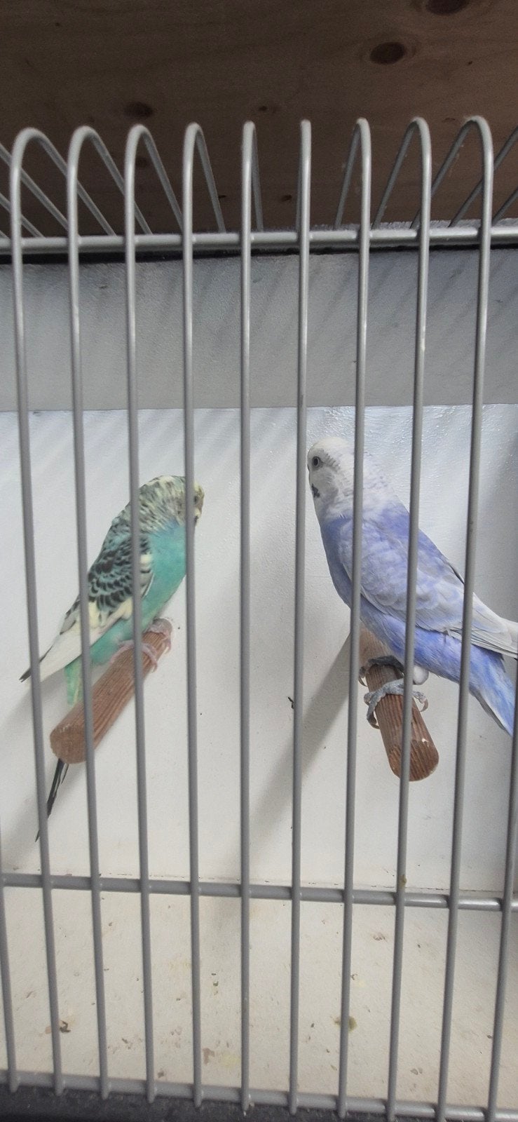 Mooi bewezen koppel grasparkieten, Meerdere dieren, Parkiet