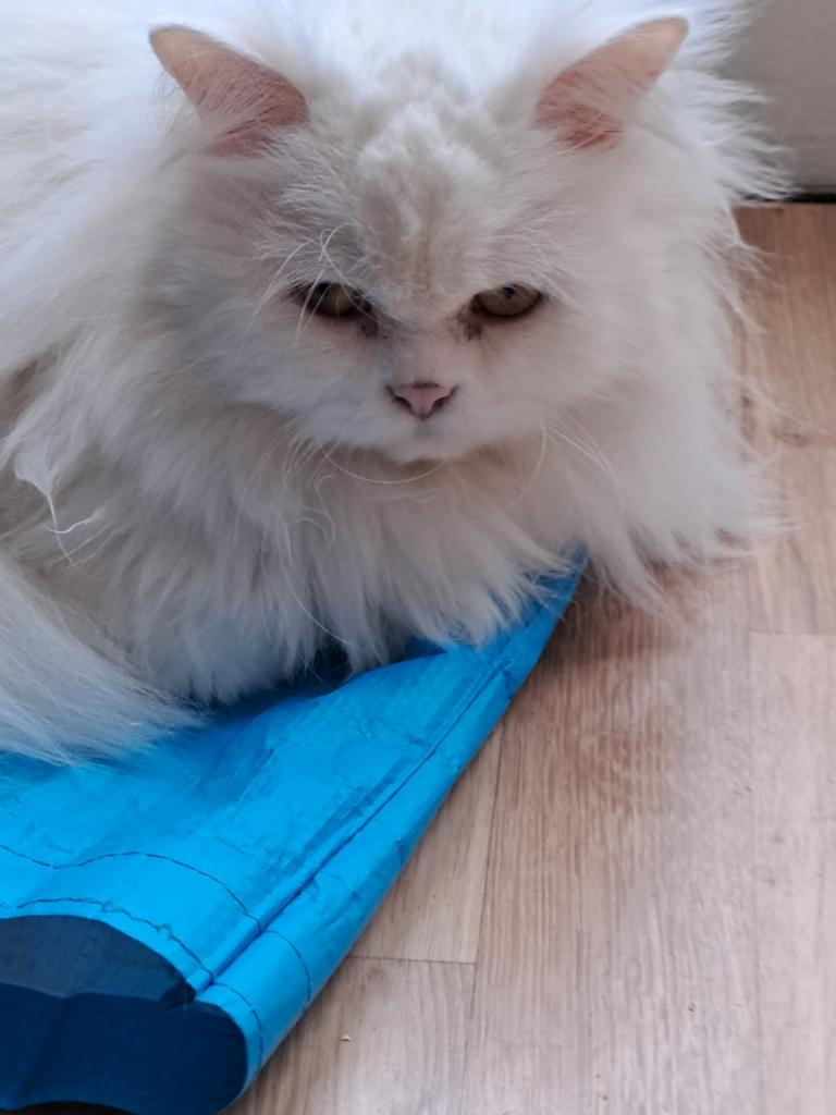 Perzische poezen, Poes