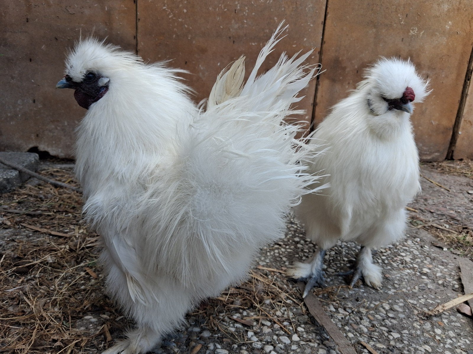 2 zijdehoen haantjes, Dieren en Toebehoren, Mannelijk, Kip
