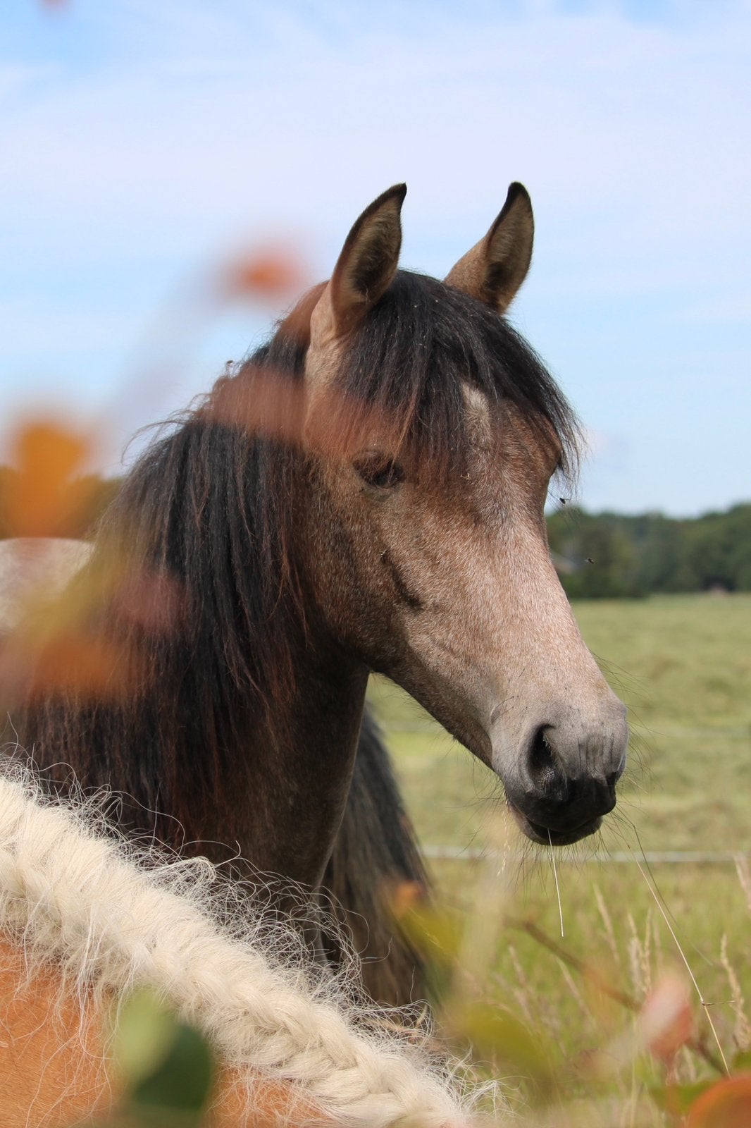 Andalusiër met gouden karakter, jaarling, Dieren en Toebehoren, Paarden, Ruin, Niet van toepassing, 160 tot 165 cm, 0 tot 2 jaar