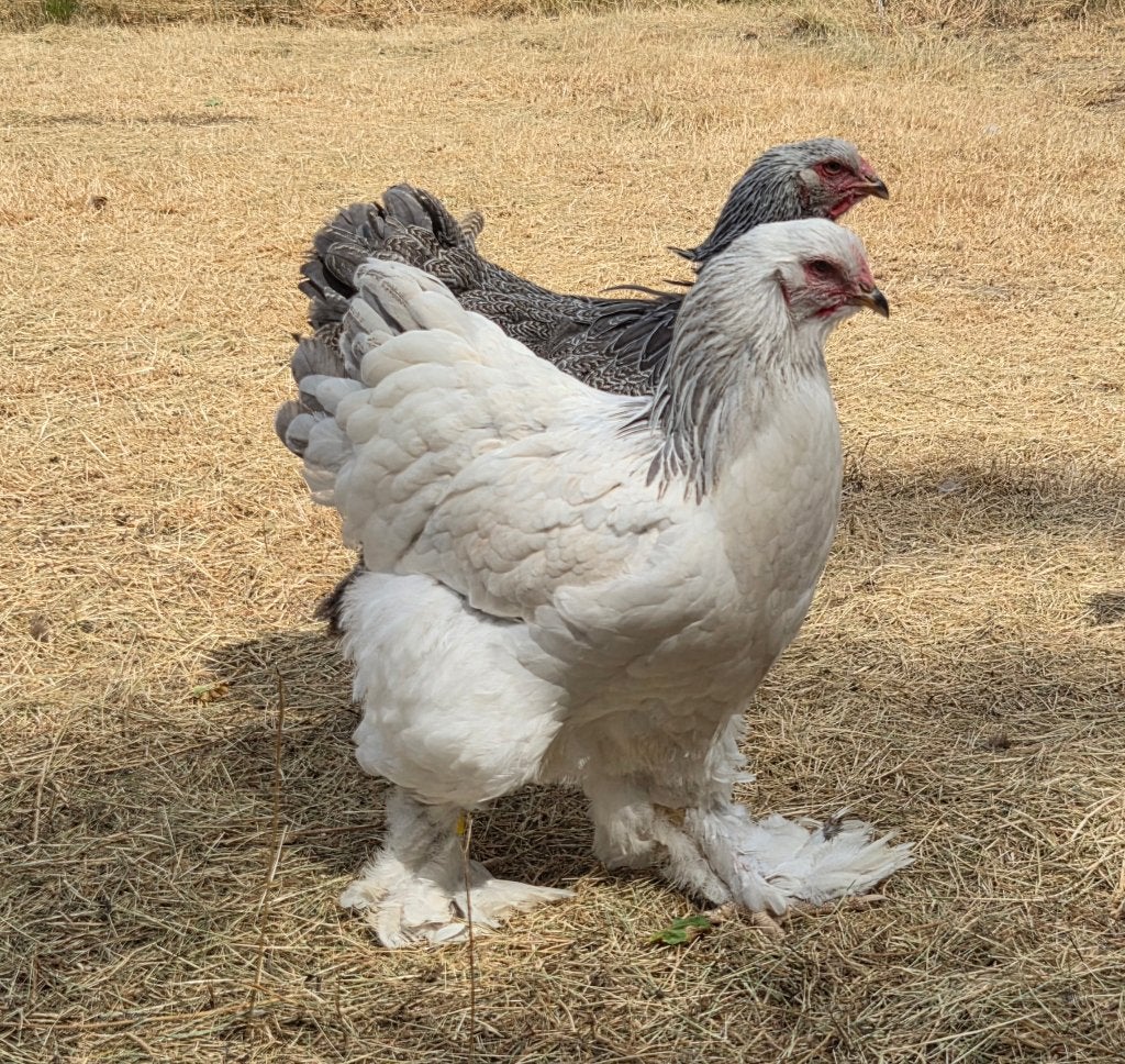 Brahma colombia/colombia blauwe hennentjes, Dieren en Toebehoren, Vrouwelijk, Kip