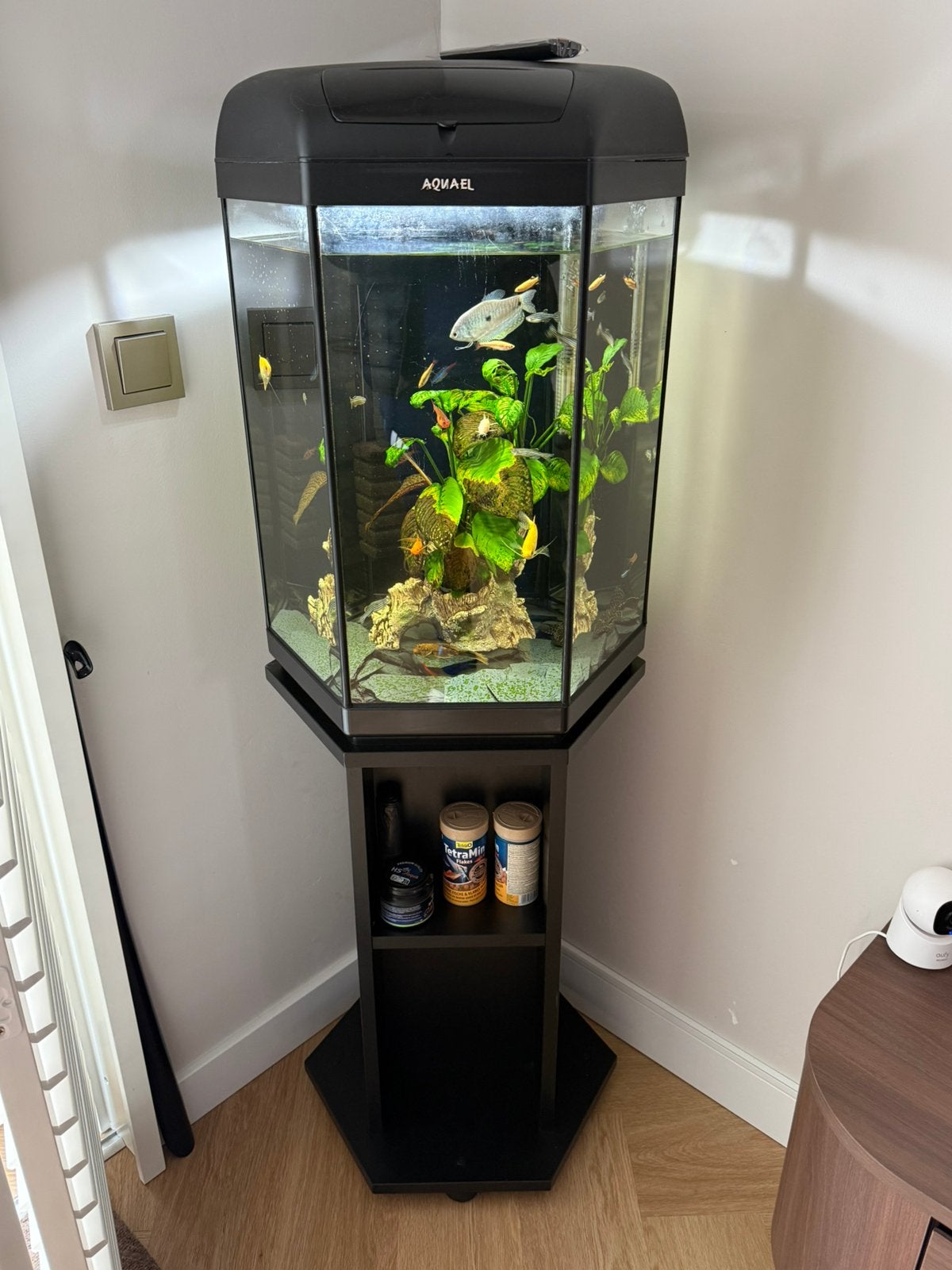 Aquarium met meubel en vissen 60L, Ophalen, Zo goed als nieuw, Gevuld zoetwateraquarium