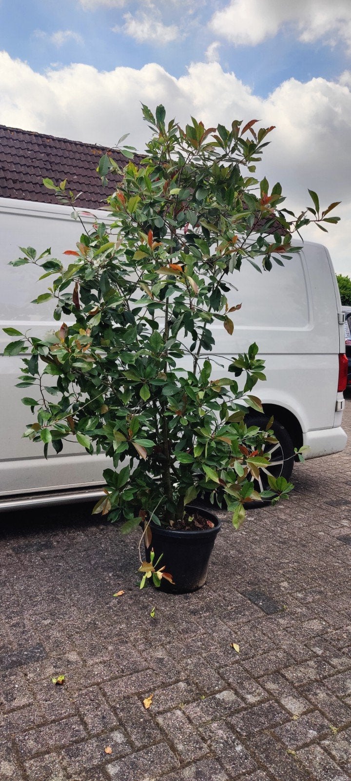 Glansmispel struik - Photinia fraseri, Ophalen of Verzenden, Klimplanten, Volle zon