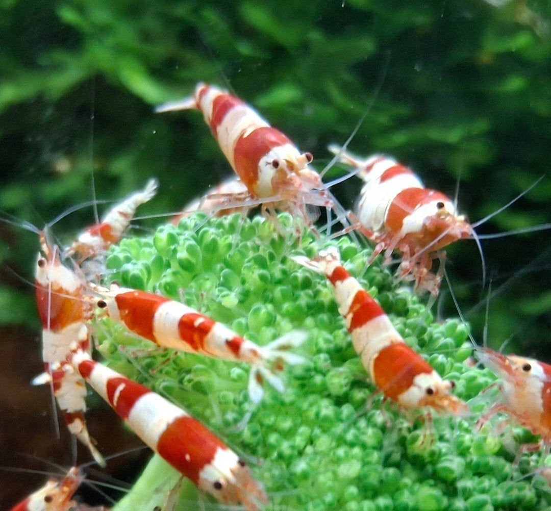 Scherp geprijsde Crystal Red garnalen (PRL), Kreeft, Krab of Garnaal, Zoetwatervis