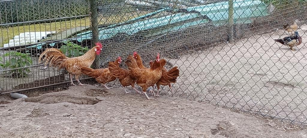 Friese roodkoekoek groot, Dieren en Toebehoren, Pluimvee, Meerdere dieren, Kip