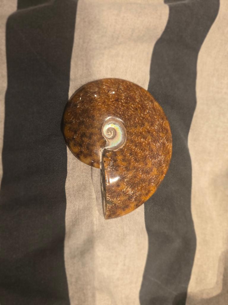 Gepolijste Ammoniet Fossiel - 11,3 x 6 cm, Verzamelen, Ophalen of Verzenden, Fossiel
