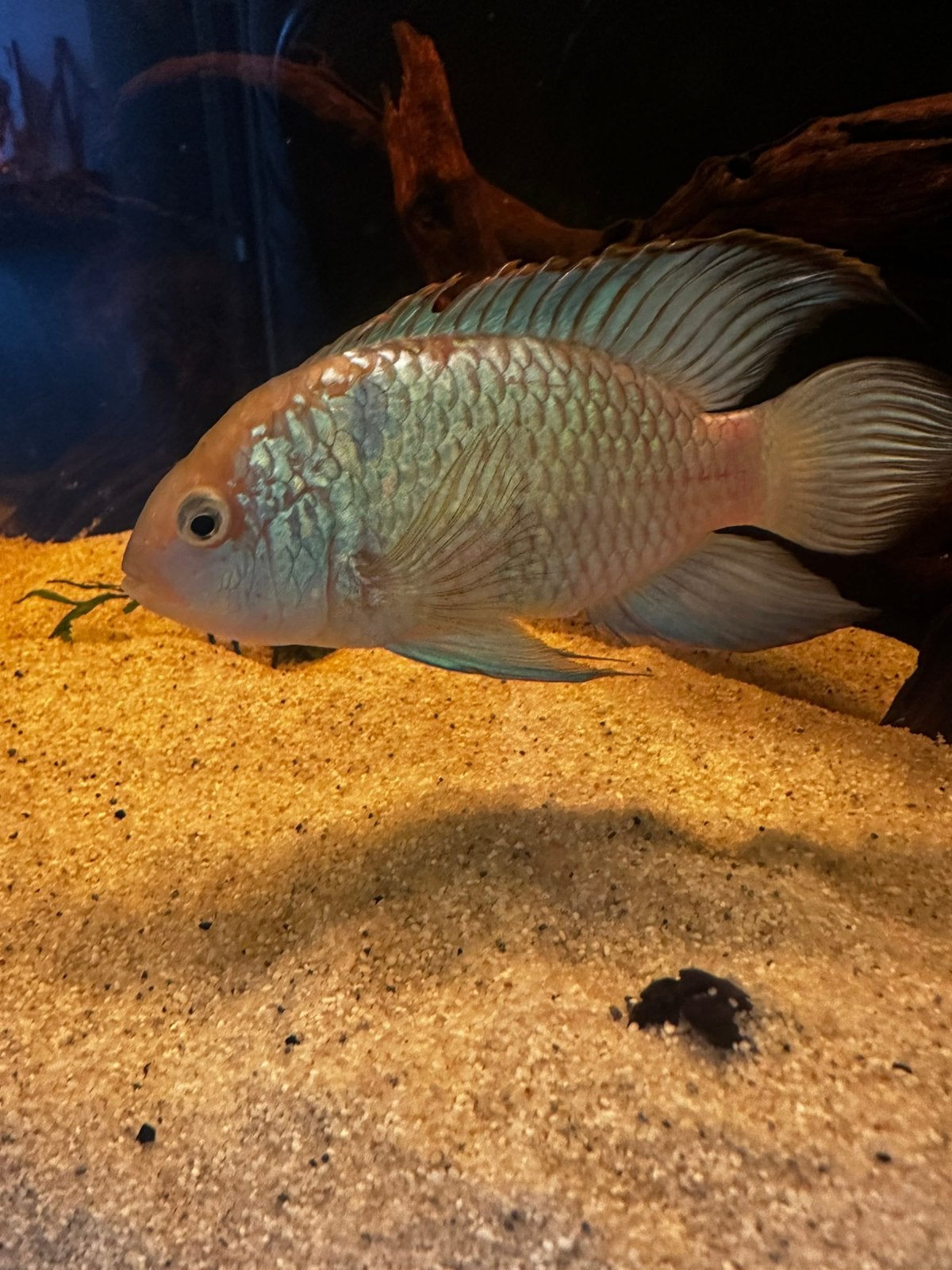 Te koop aangeboden: Electric Blue Acara (Andinoacara pulcher, Dieren en Toebehoren, Vis