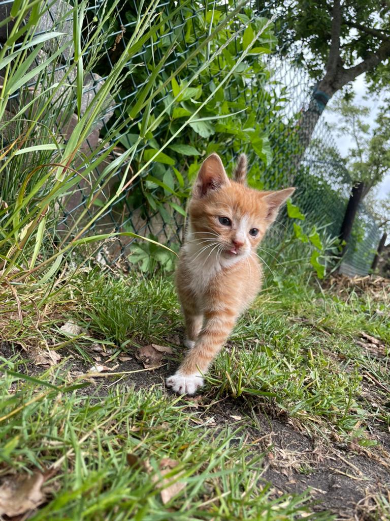 Te koop kittens, Dieren en Toebehoren, Katten en Kittens | Overige Katten, Meerdere dieren