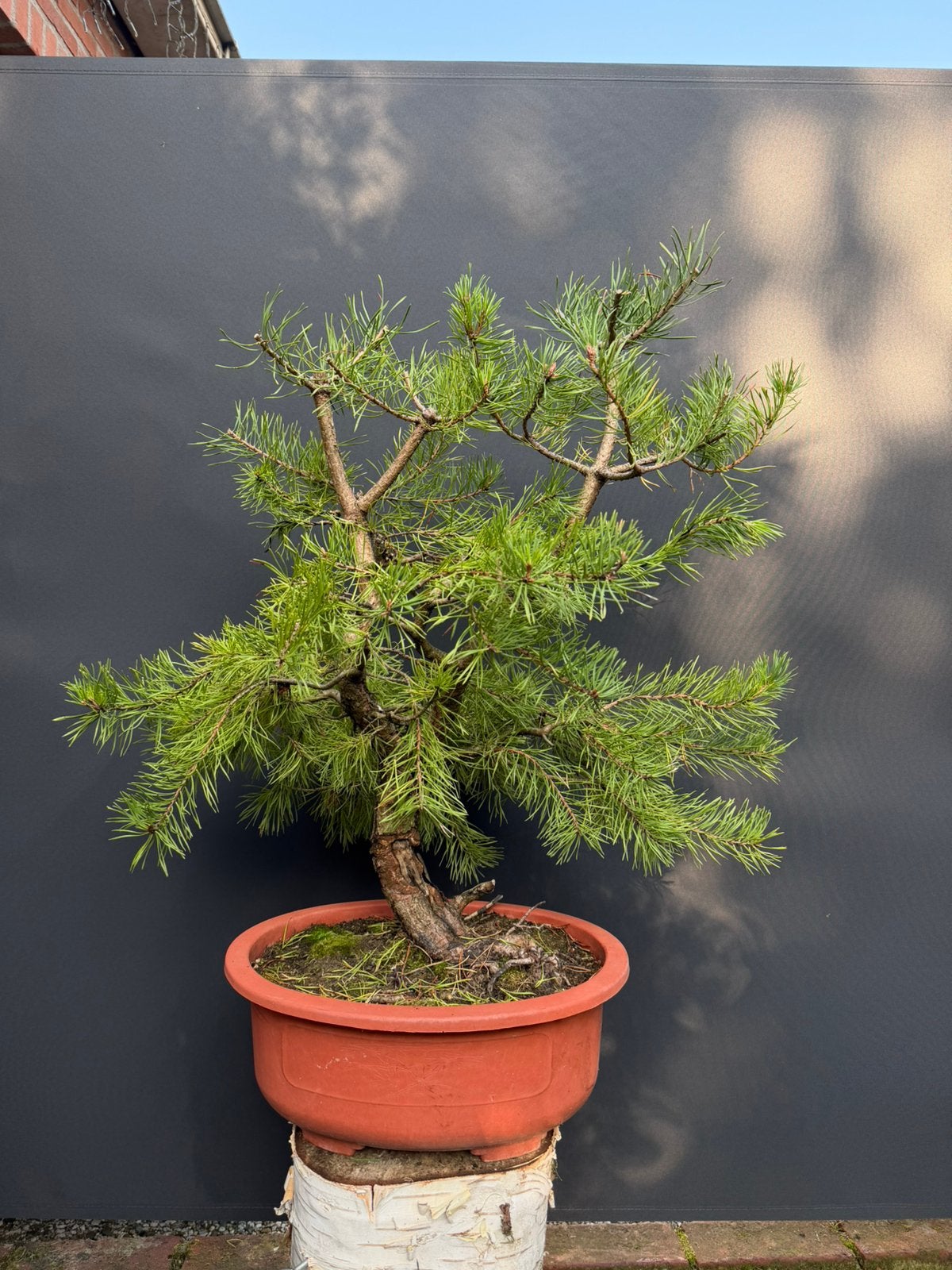 Pinus mugo bonsai, Bloeit niet, Overige soorten, Minder dan 100 cm, Ophalen