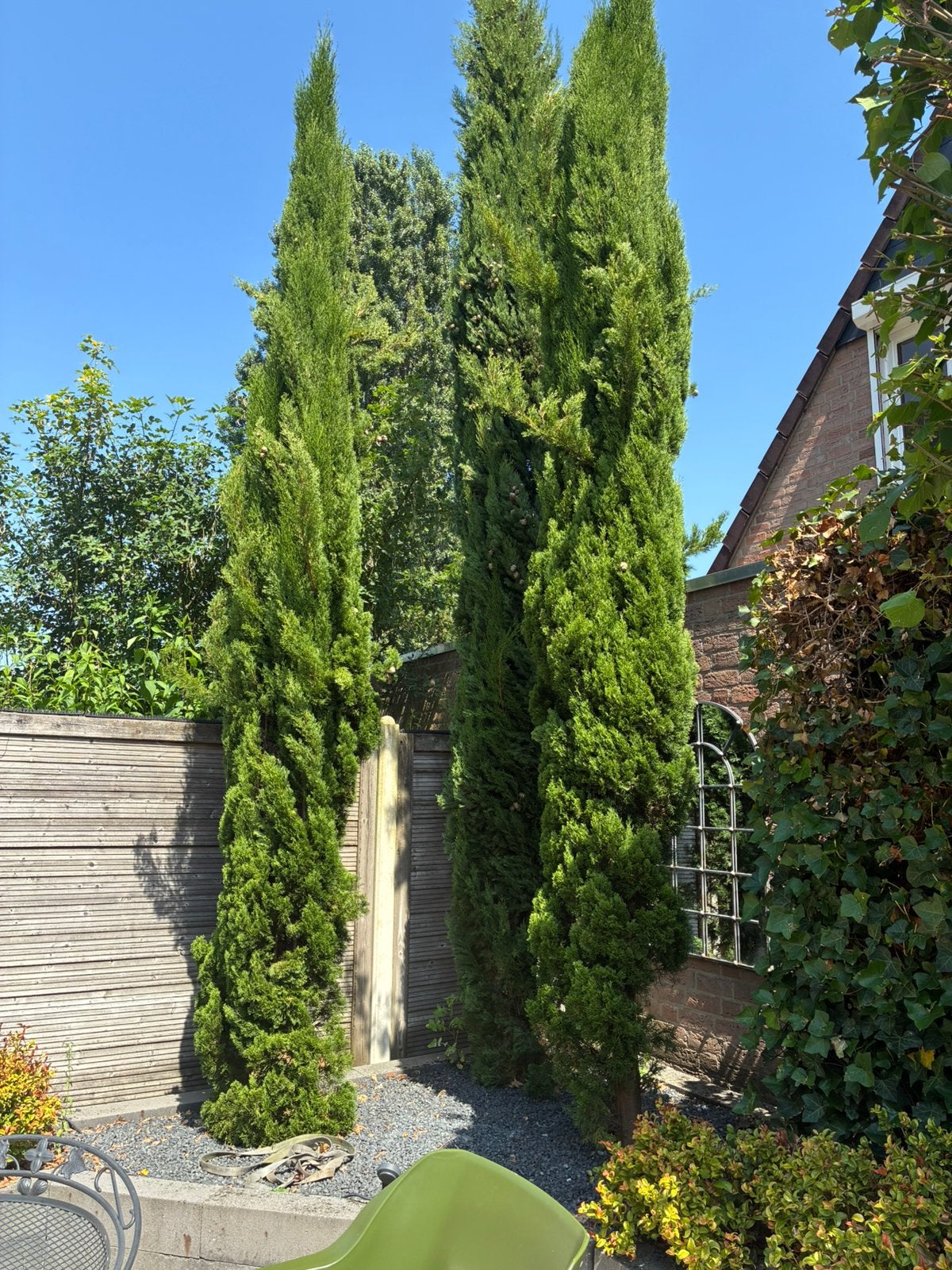 Cipressen, 7 stuks, Tuin en Terras, Planten | Bomen, Ophalen, Volle zon, Overige soorten