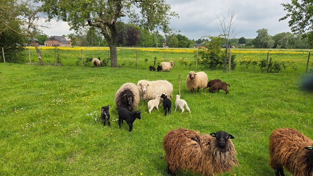 Stamboek Skudde ooien, Dieren en Toebehoren, Vrouwelijk, Schaap, 0 tot 2 jaar
