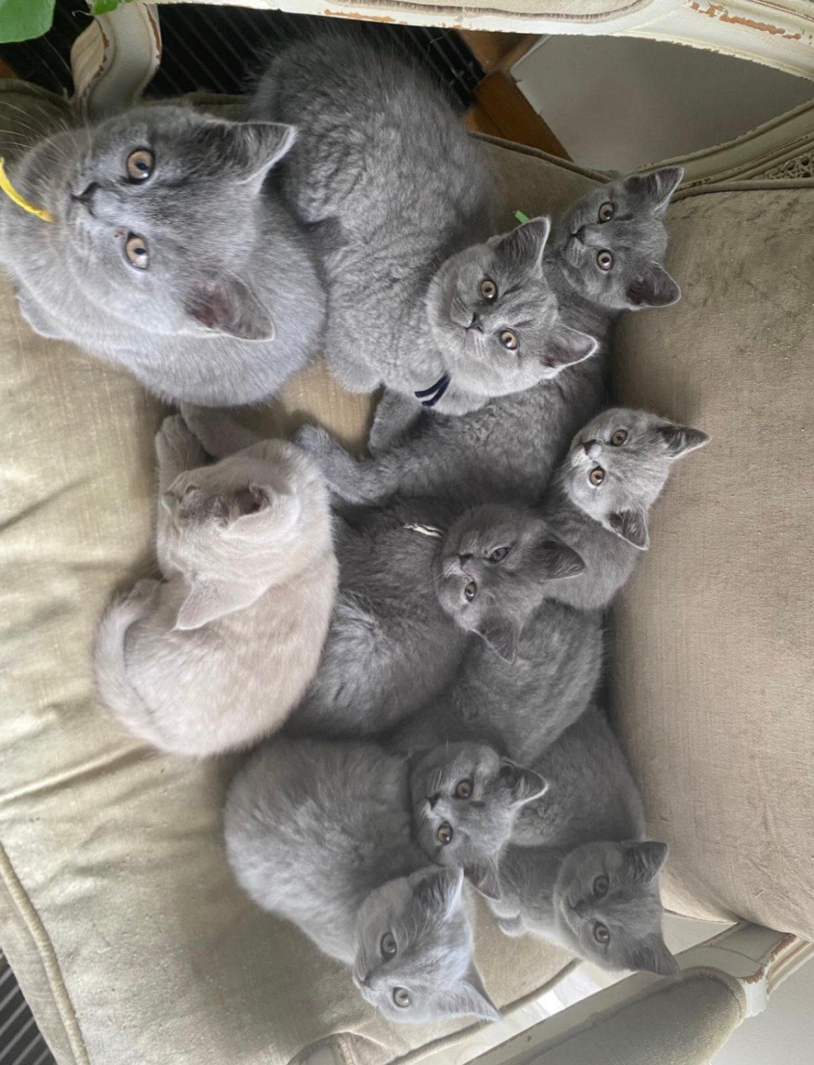 Prachtige Britse Korthaar Kittens Beschikbaar, Meerdere dieren, Ontwormd