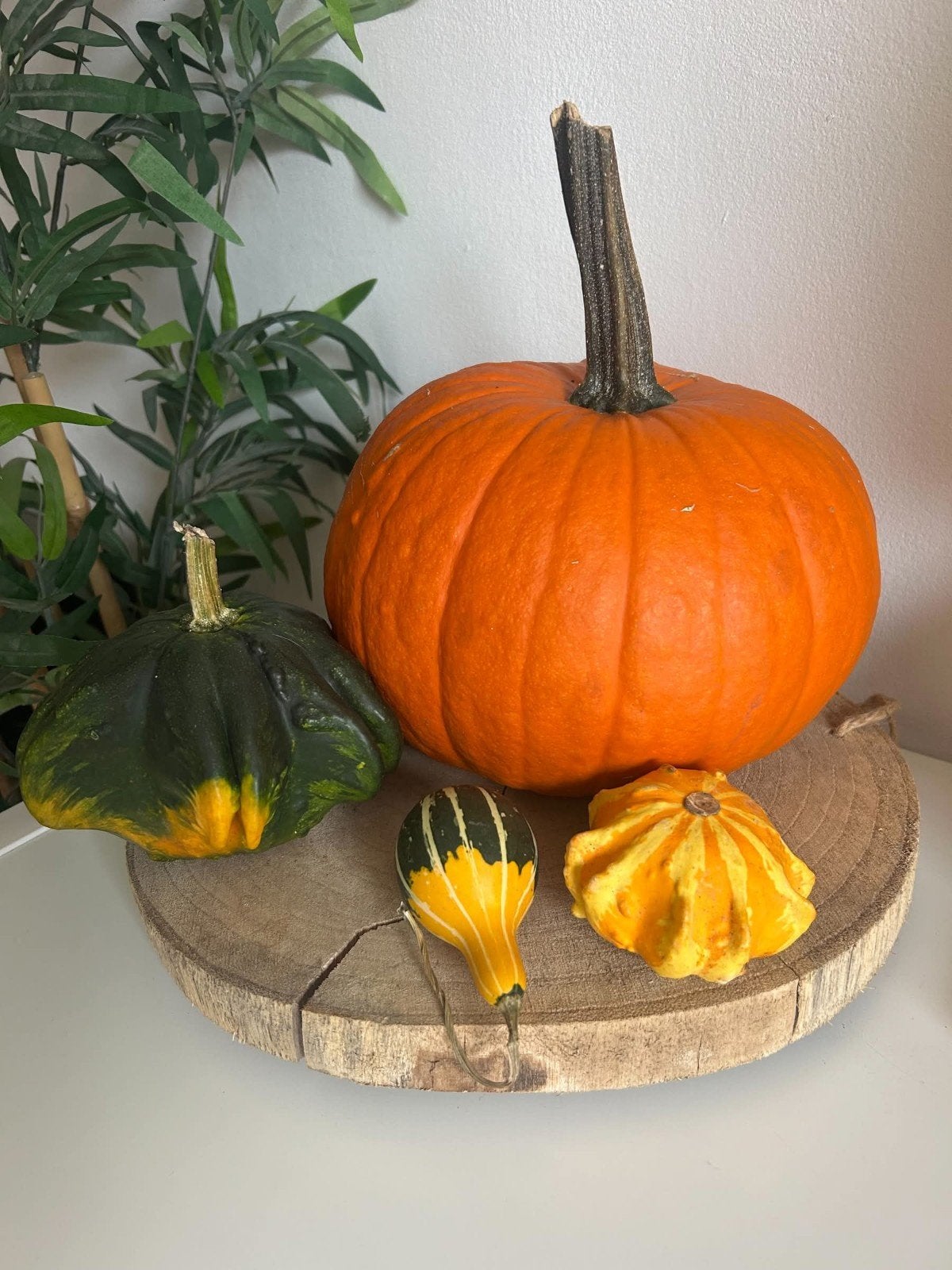 Volop pompoenen, eetbaar, sier, halloween, Tuin en Terras, Ophalen, Eenjarig, Groenteplanten, Volle zon
