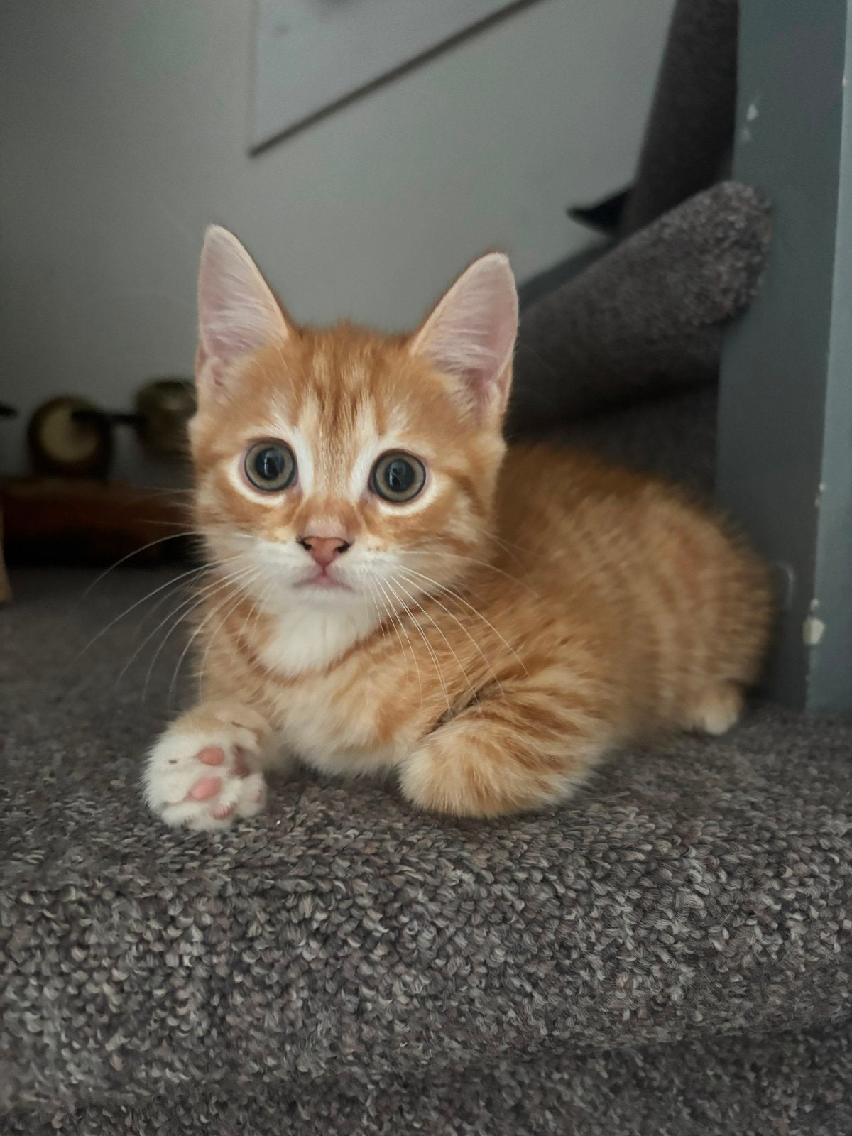 Rood poesje, Poes