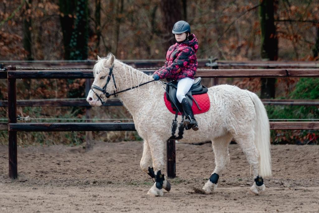 Prachtige hypoallergene Curly Horse ruin te koop –  jaar, Dieren en Toebehoren, Pony's, Ruin, Zadelmak, 3 tot 6 jaar, B pony (1.17m tot 1.27m)