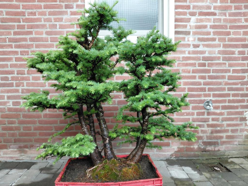 Bonsai starters bos Larix Kaempferi Japanse Larix, Ophalen, Bloeit niet, Halfschaduw, Overige soorten