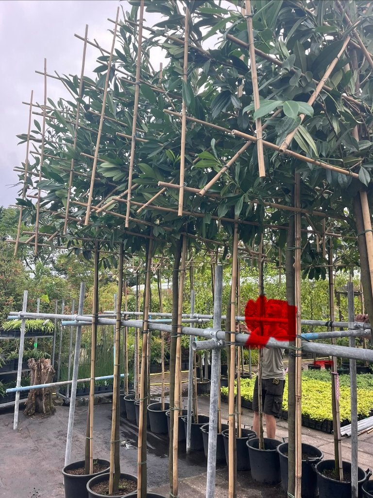 Leiboom groenblijvend/zwarebomen groot rek,gelijk vrijzitten, Leiboom, Halfschaduw, Lente, 250 tot 400 cm