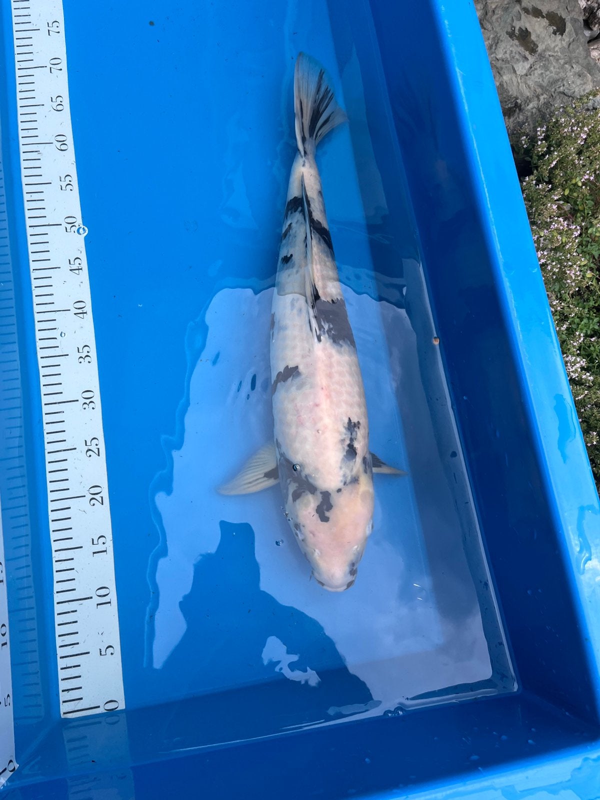 Shiro Utsuri +/-55cm, Karper of Koi