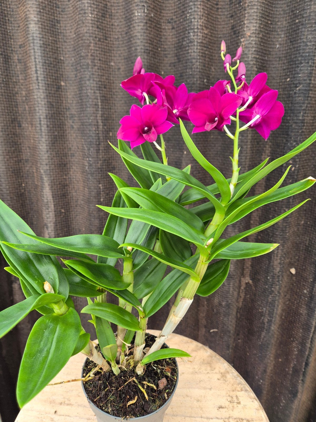 Orchidee Sa Nook p12 (2), Ophalen of Verzenden, Halfschaduw, Minder dan 100 cm