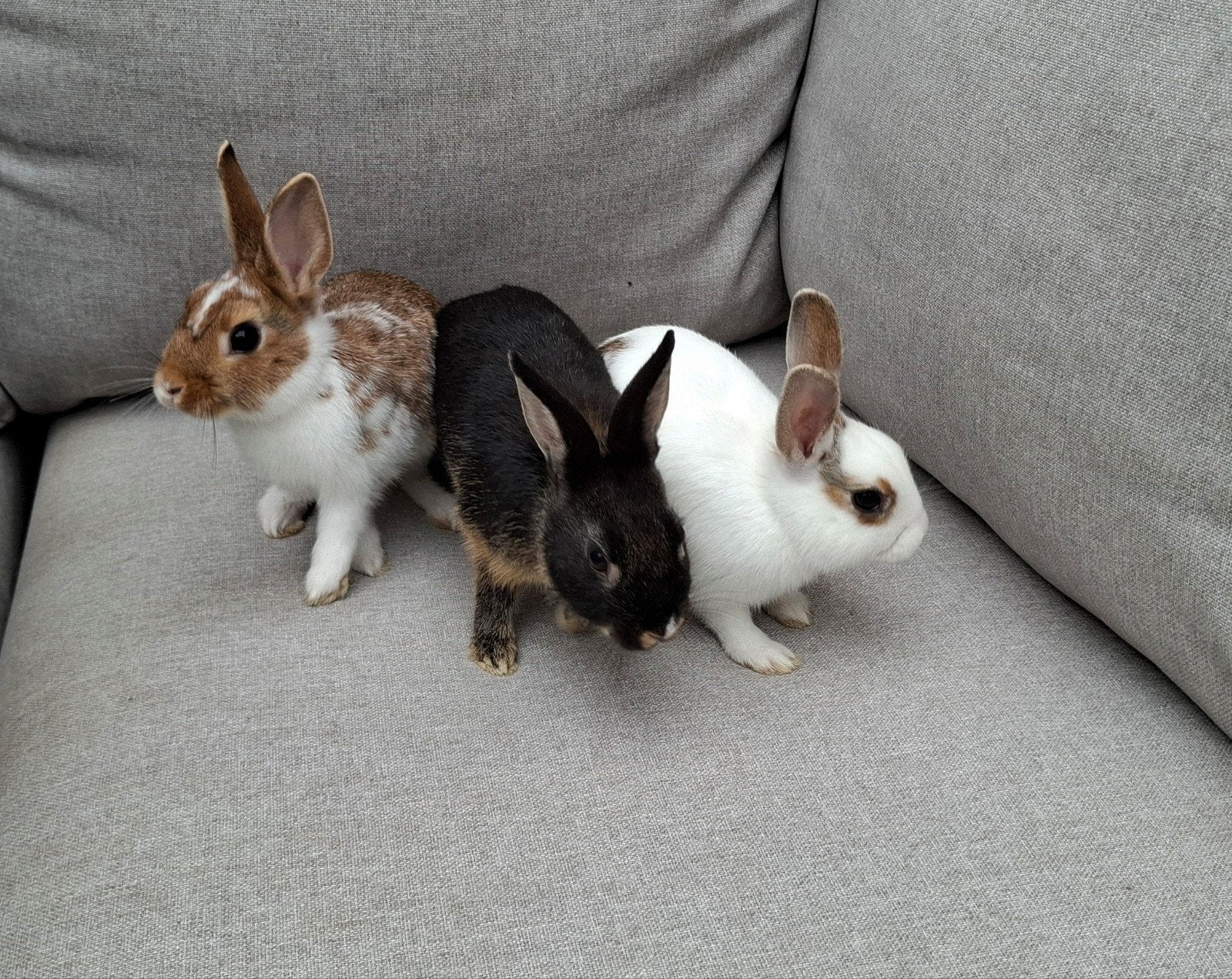 dwergkonijnen Japanner/pooll, Dieren en Toebehoren, Konijnen, Meerdere dieren, Dwerg