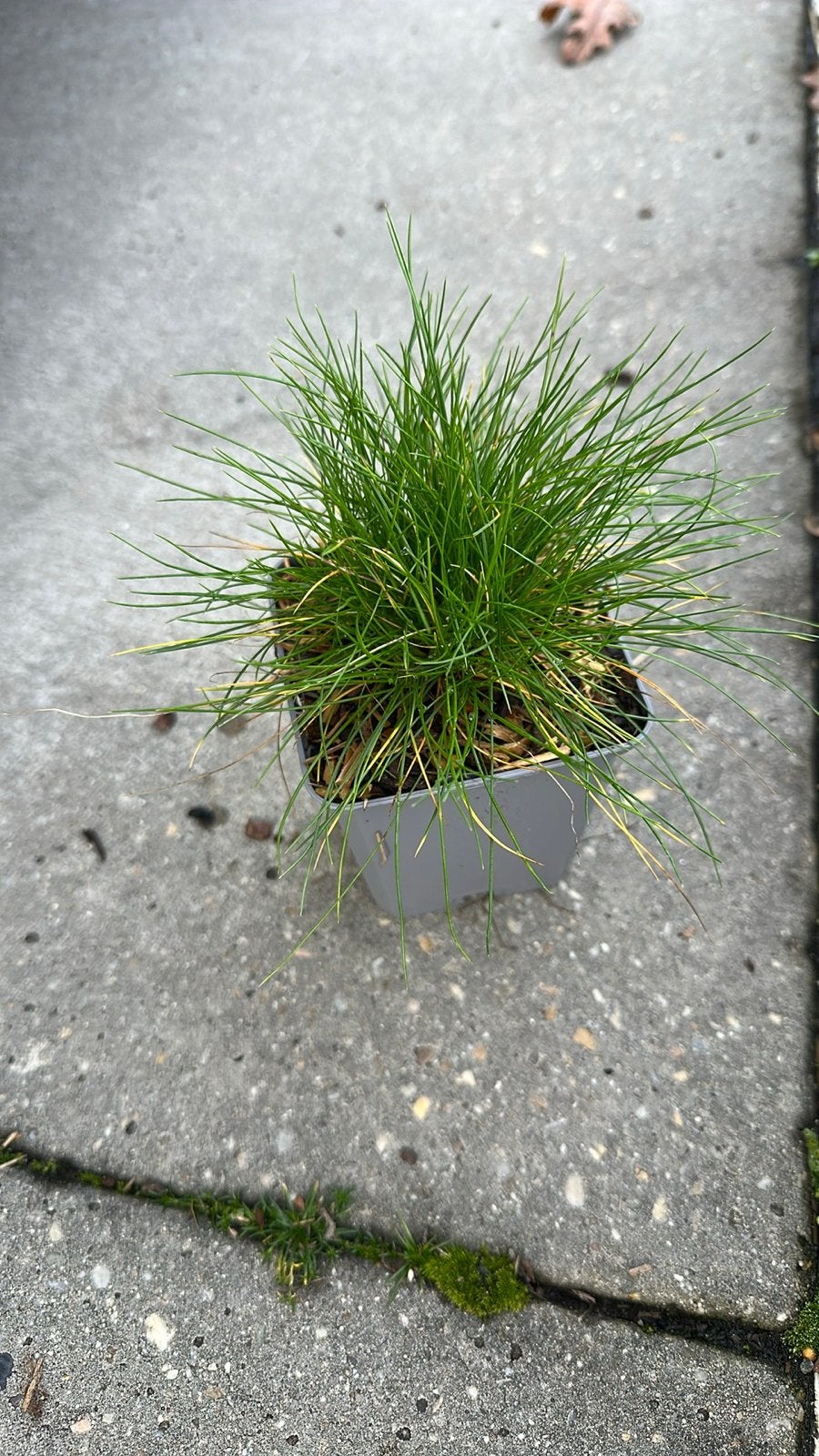 Festuca Gautieri P9 - Zwenkgras voor tuin en terras, Volle zon, Vaste plant, Siergrassen, Ophalen of Verzenden