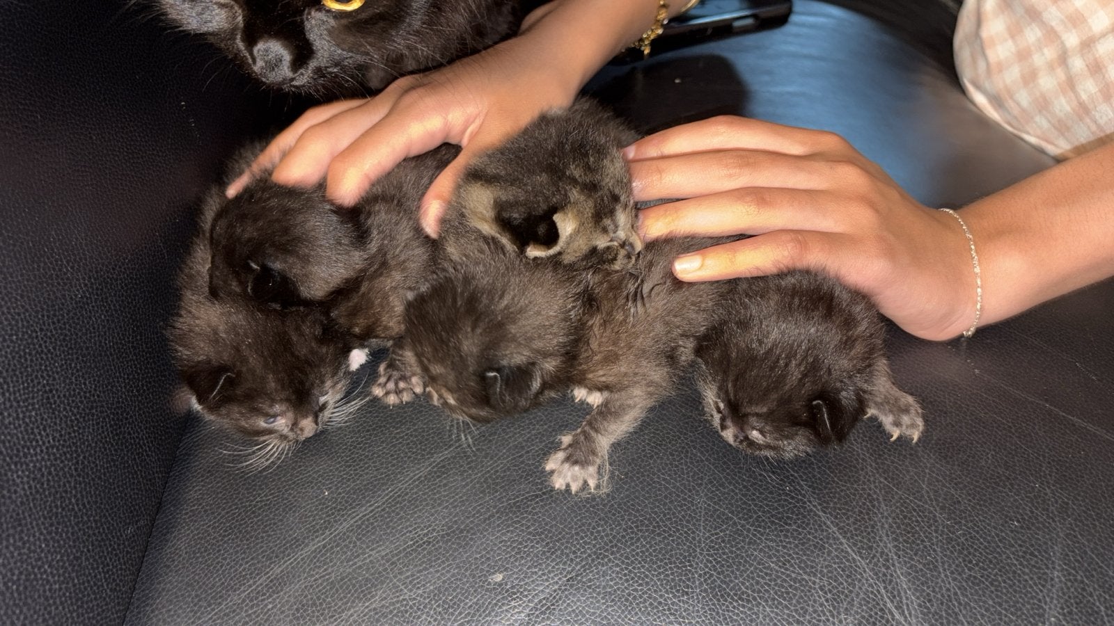 Maincoon/pers kittens, Dieren en Toebehoren, Katten en Kittens | Overige Katten, Meerdere dieren
